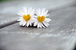 gaensebluemchen2_0x17094.jpg